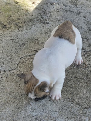 Chiot N°3 - Bouledogue français