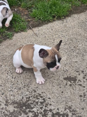 Les chiots de Bouledogue français