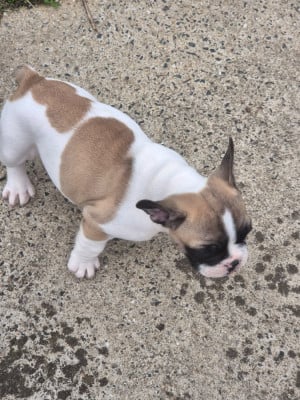 Les chiots de Bouledogue français