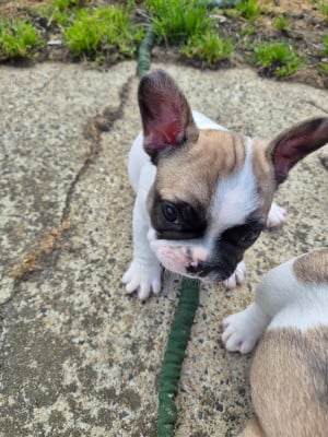 Les chiots de Bouledogue français