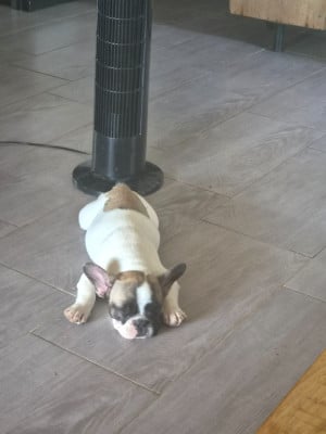 Les chiots de Bouledogue français