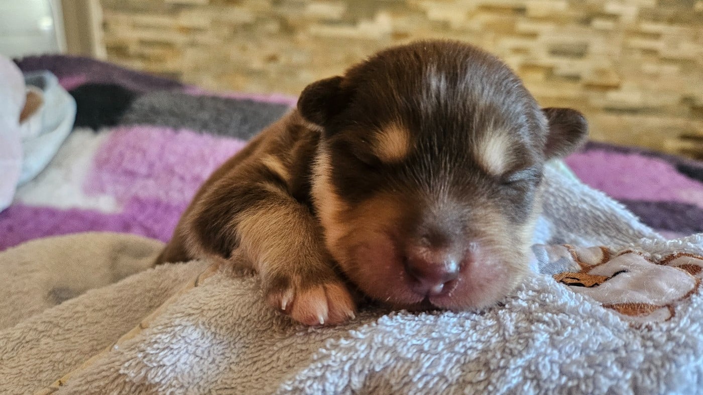 BOREALYS BJÖRN
