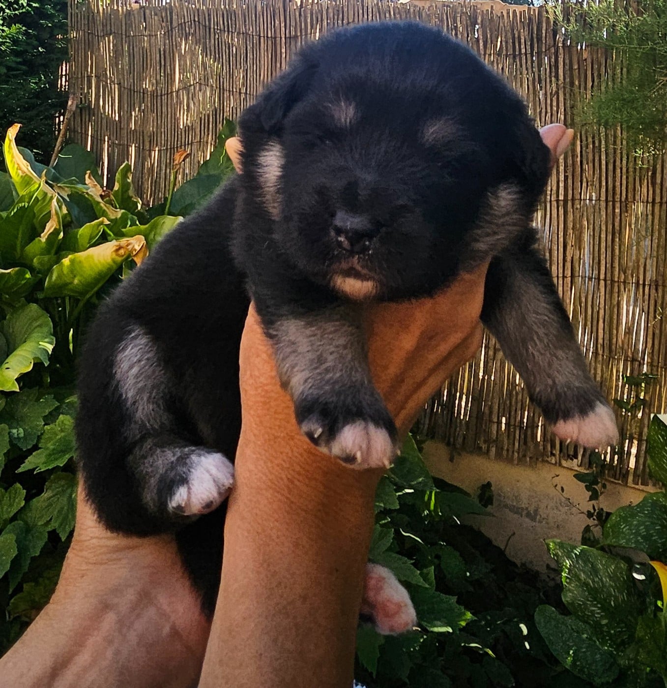 BOREALYS BREIZH