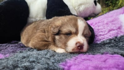 Les chiots de Chien finnois de Laponie