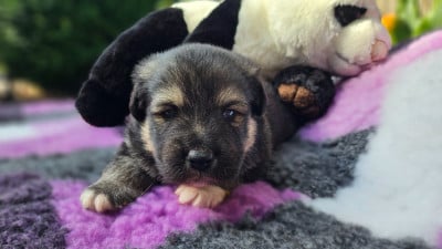 Les chiots de Chien finnois de Laponie