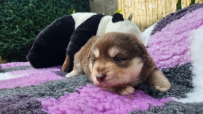Les chiots de Chien finnois de Laponie