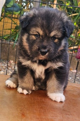 Les chiots de Chien finnois de Laponie