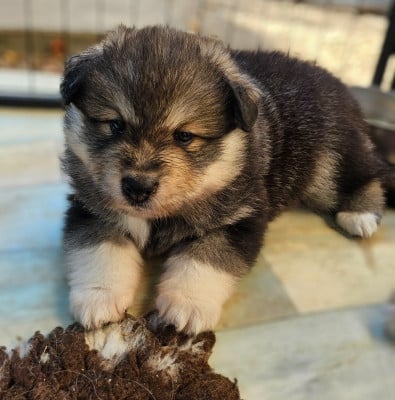 Les chiots de Chien finnois de Laponie