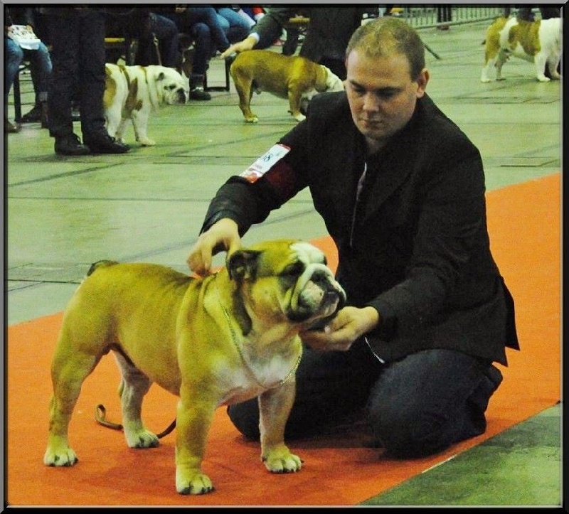 CH. Horse Gard Bulldog Happy together