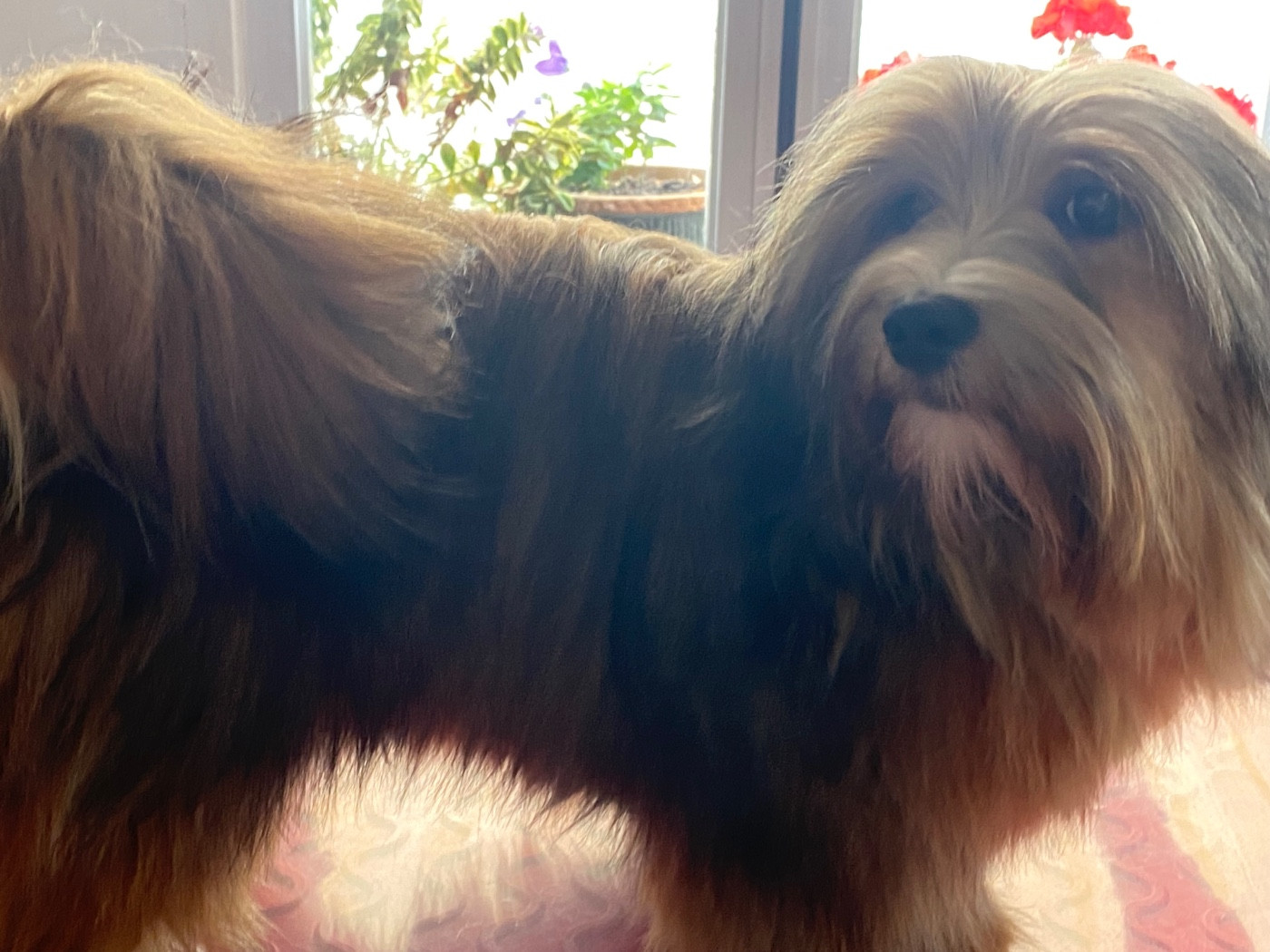 Ulianna Las Joyas Del Sol