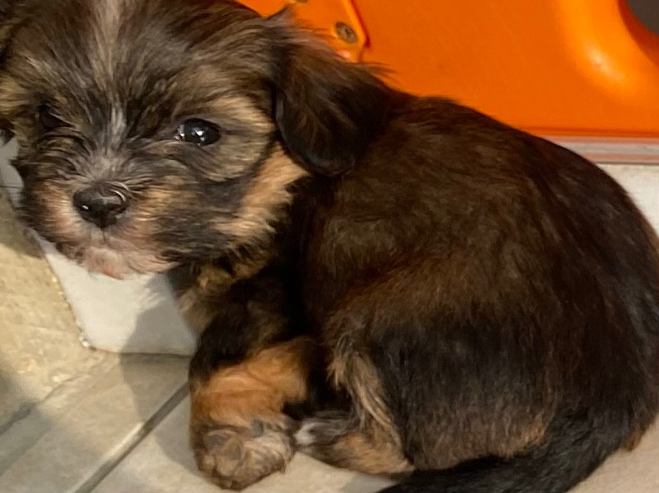 Ulianna Las Joyas Del Sol