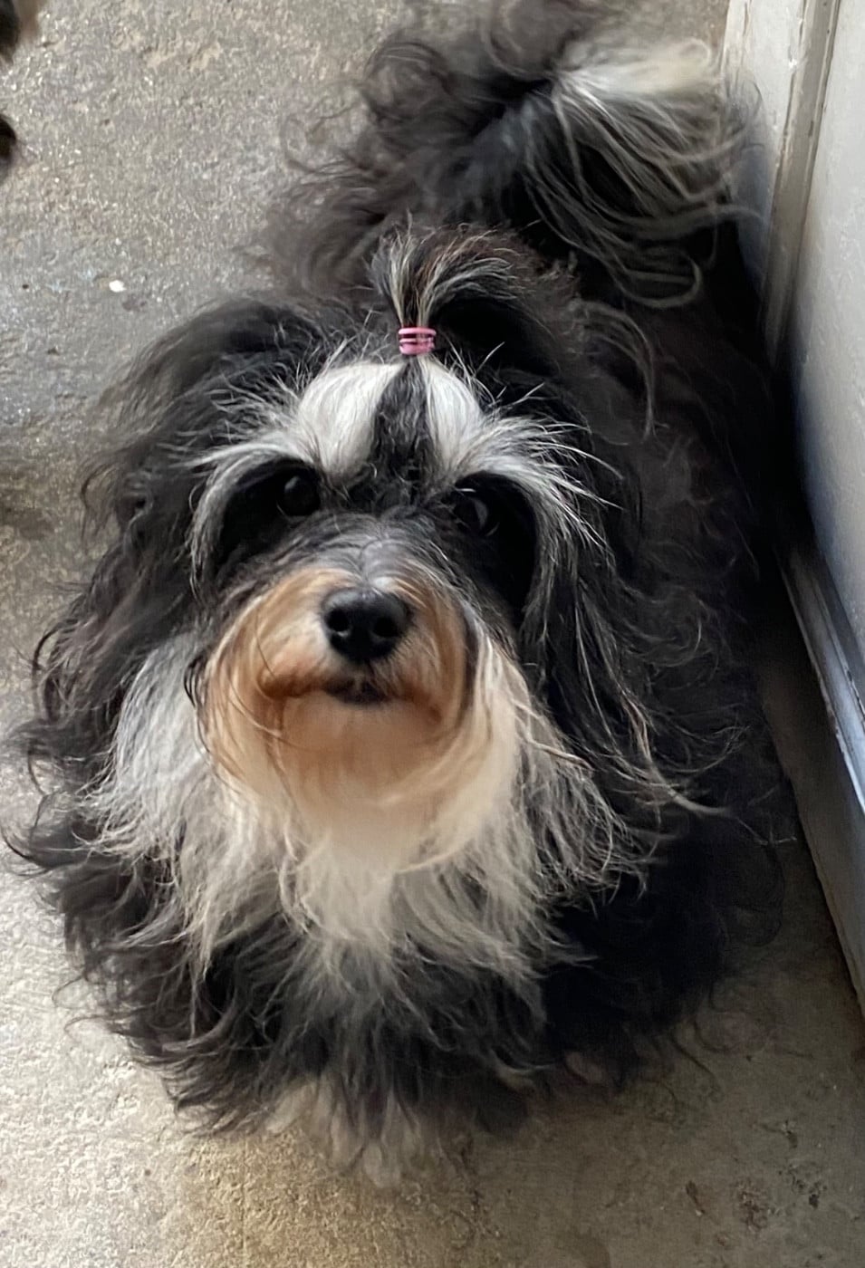 Trésor Du Royaume De Mon Prince Noir