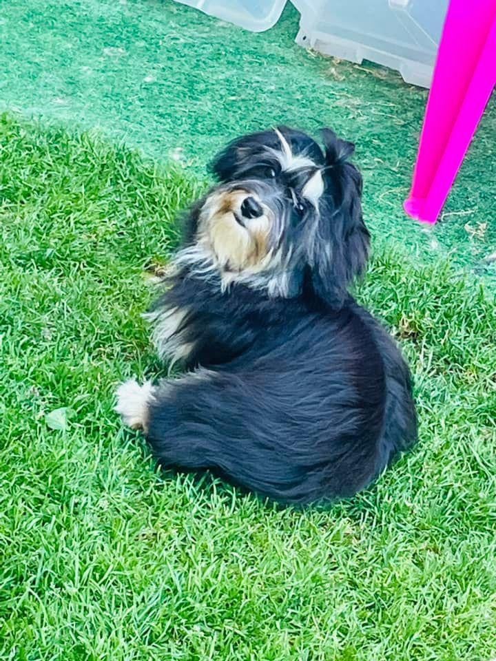 Trésor Du Royaume De Mon Prince Noir