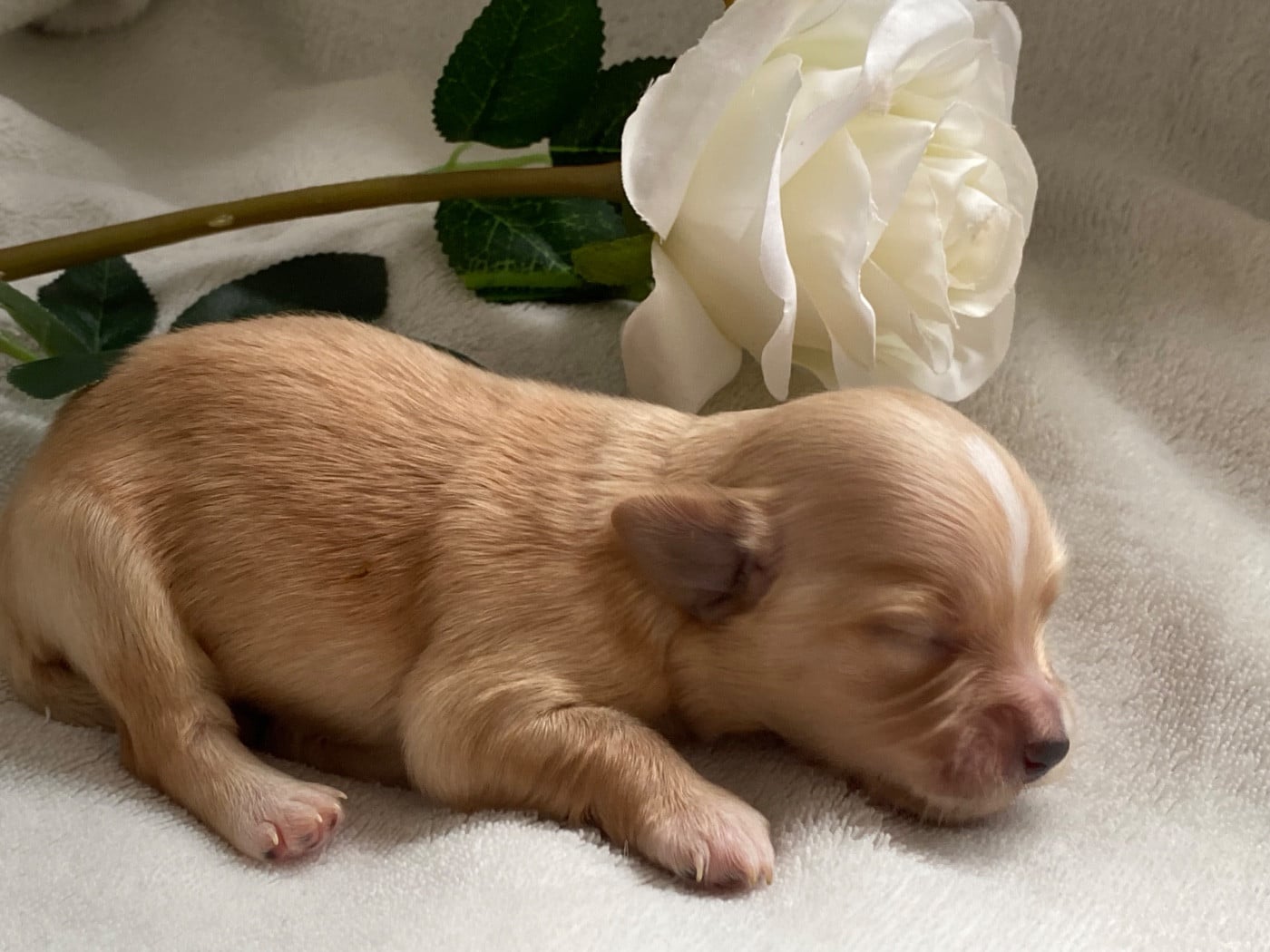 CHIOT 2