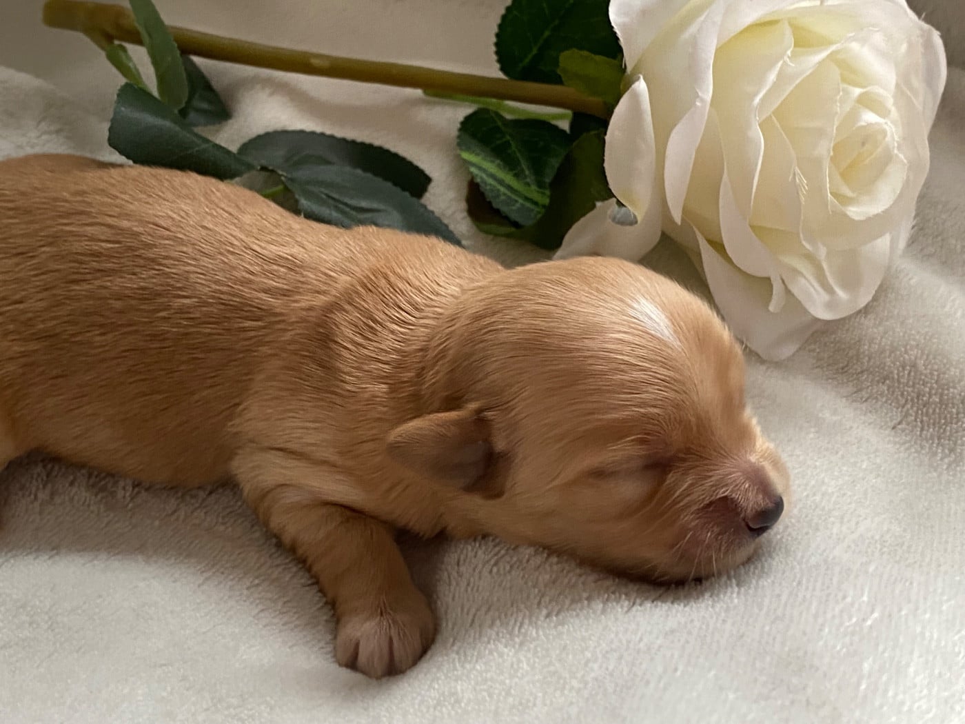 CHIOT 3