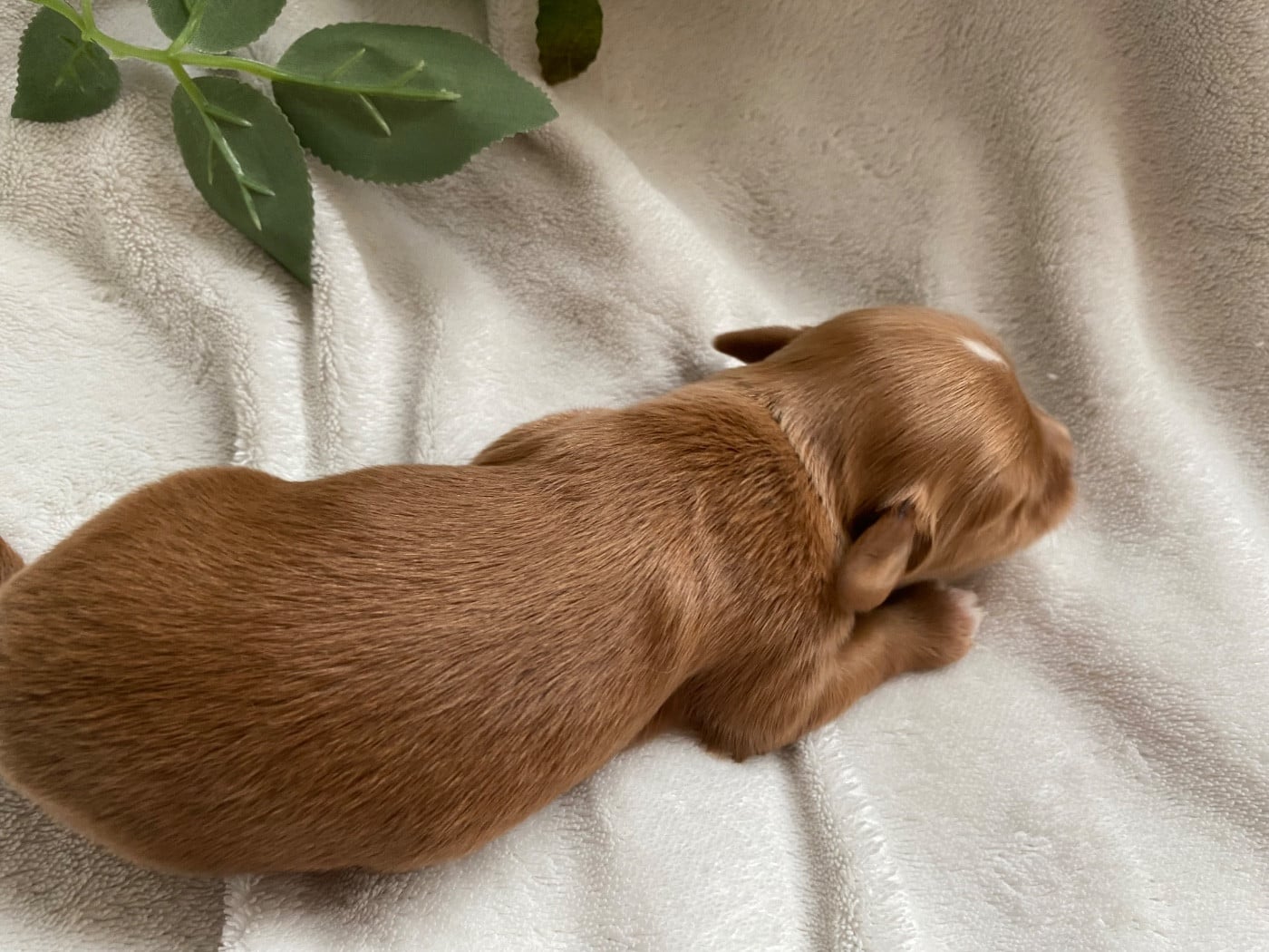 CHIOT 4