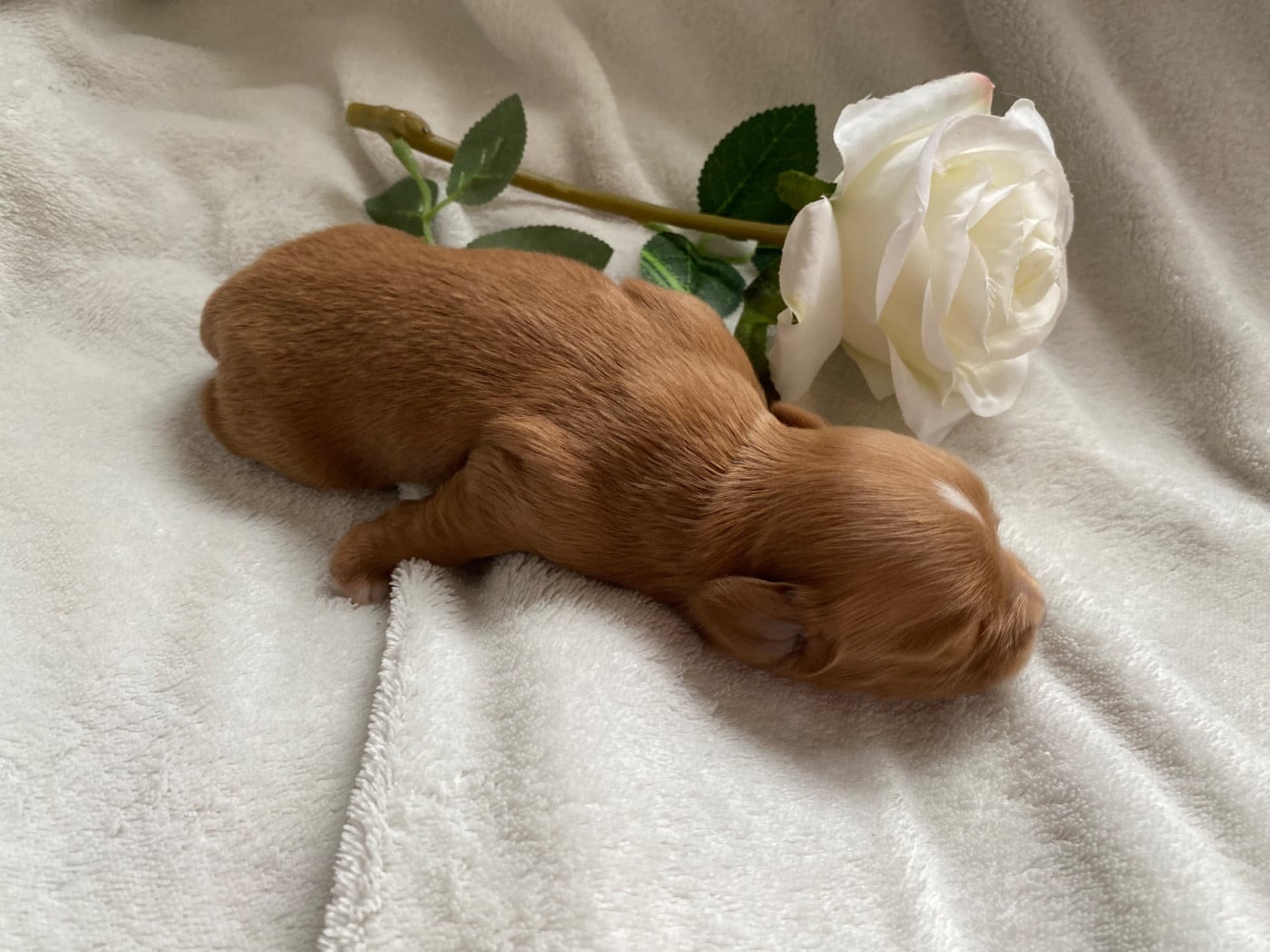 CHIOT 4