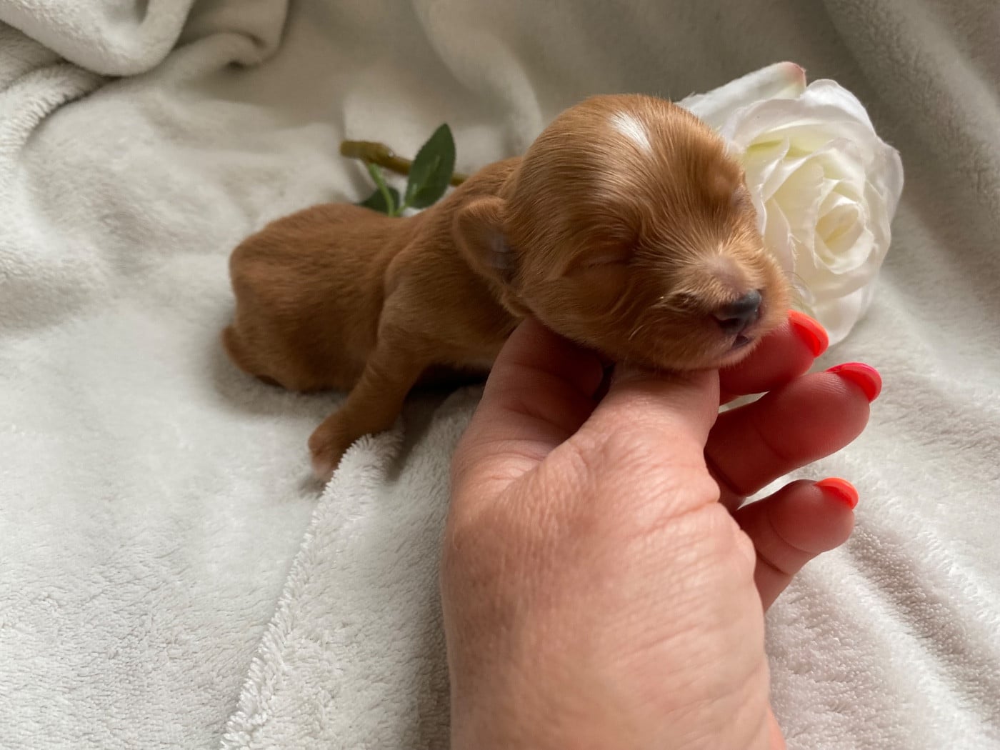 CHIOT 4