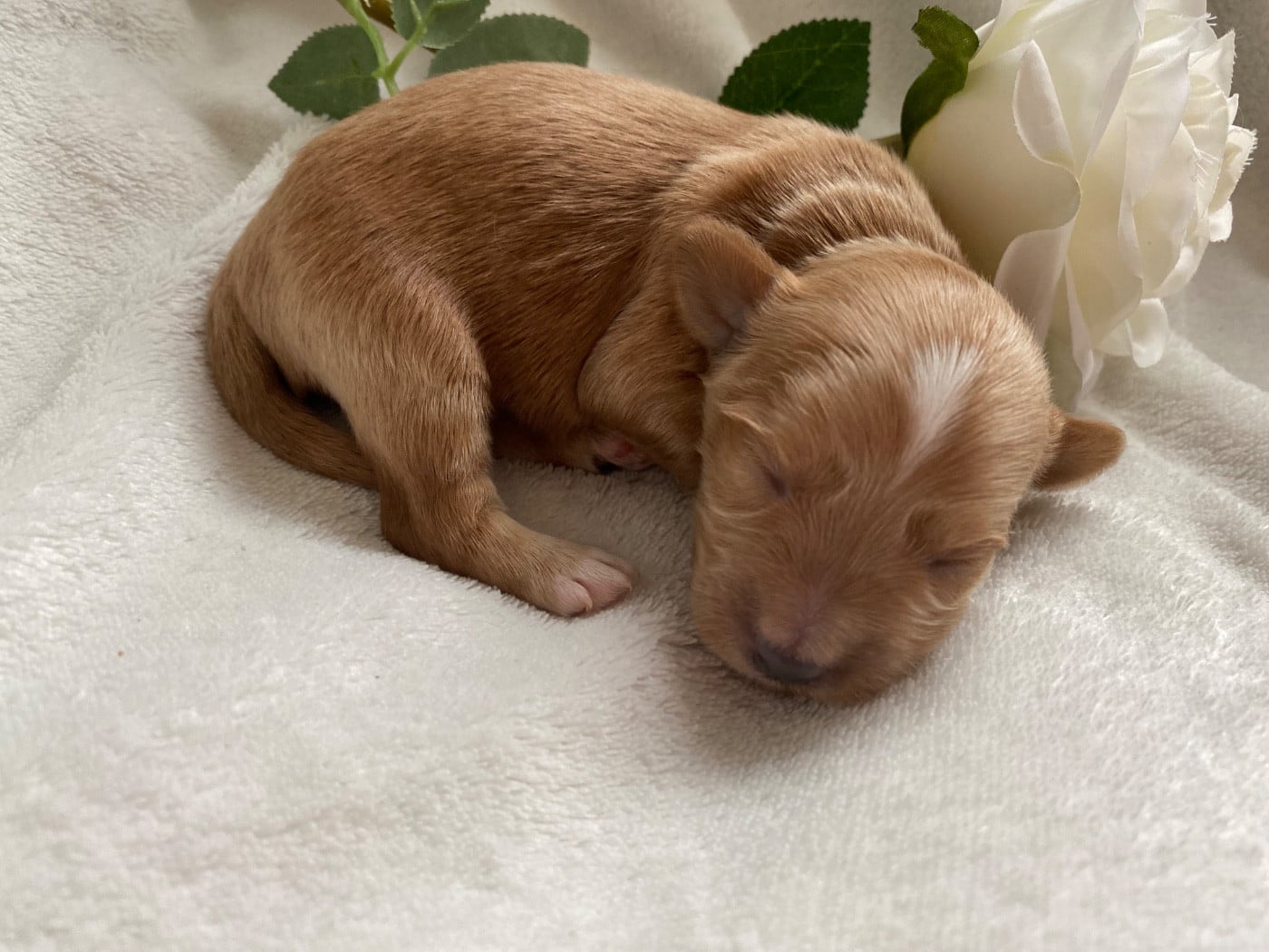 CHIOT 5