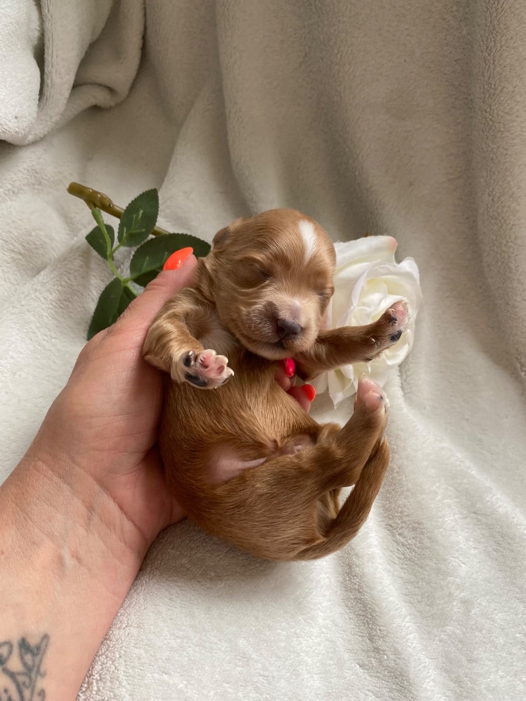 CHIOT 5