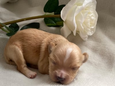Les chiots de Bichon Havanais