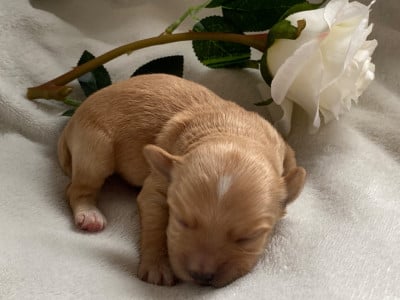 Les chiots de Bichon Havanais