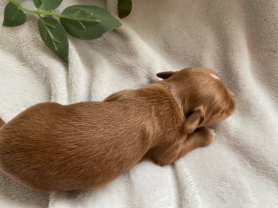 Les chiots de Bichon Havanais