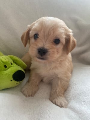 Les chiots de Bichon Havanais