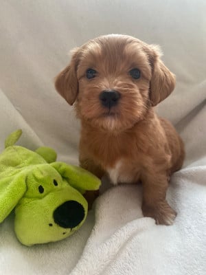 Les chiots de Bichon Havanais