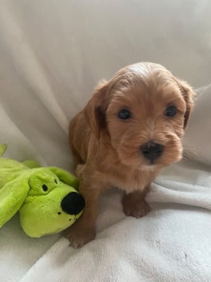 Les chiots de Bichon Havanais