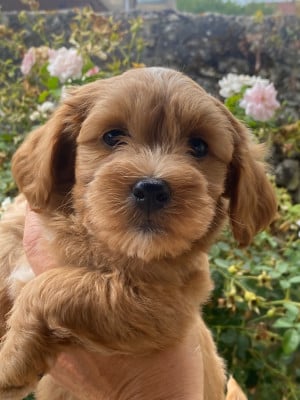Les chiots de Bichon Havanais