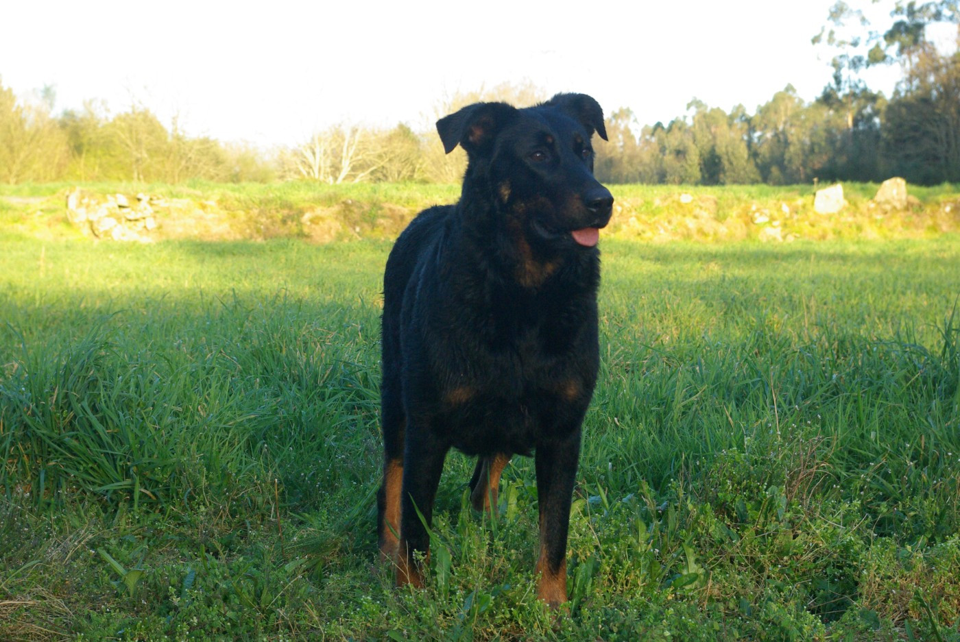 V'hope L'ami De La Campagne