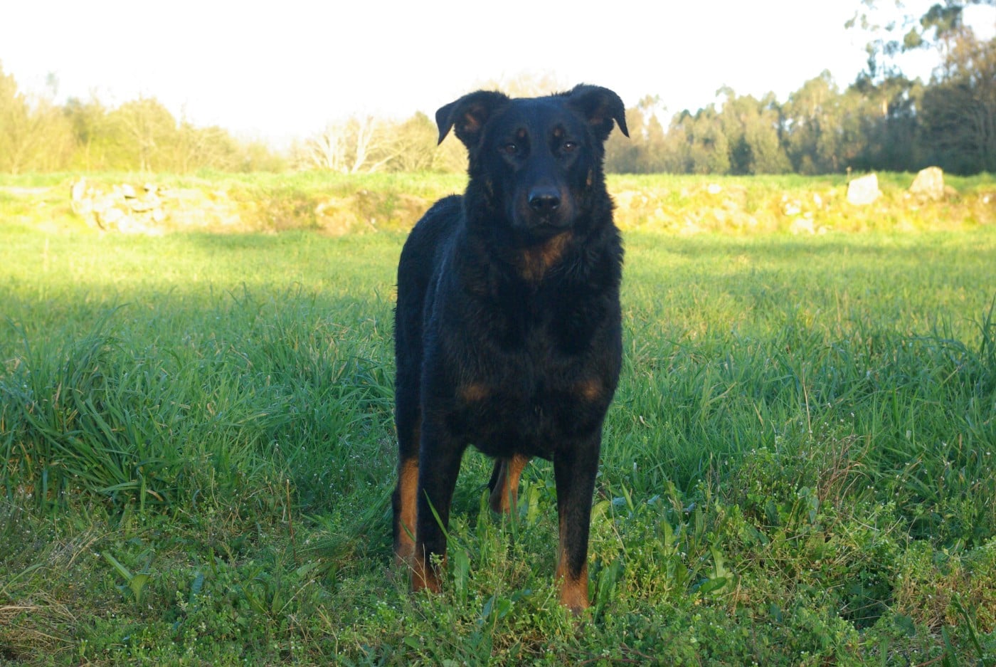 V'hope L'ami De La Campagne