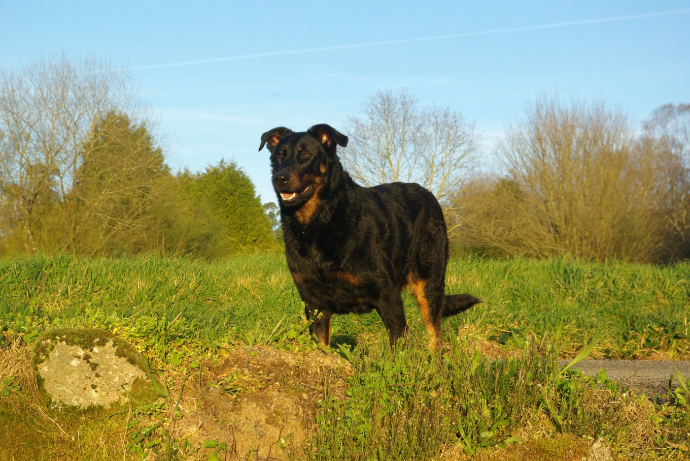 V'hope L'ami De La Campagne