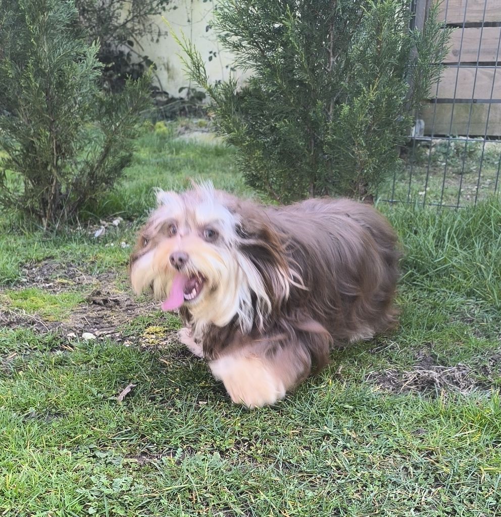 Uno Von Bereich Sandalvi