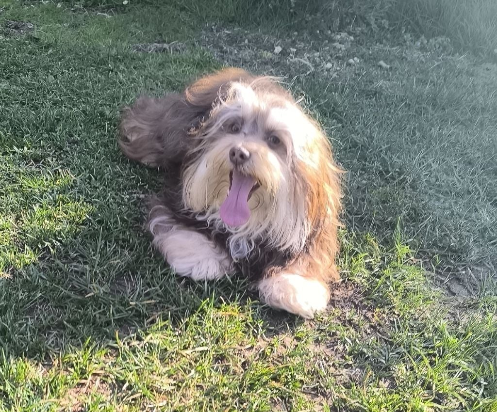 Uno Von Bereich Sandalvi