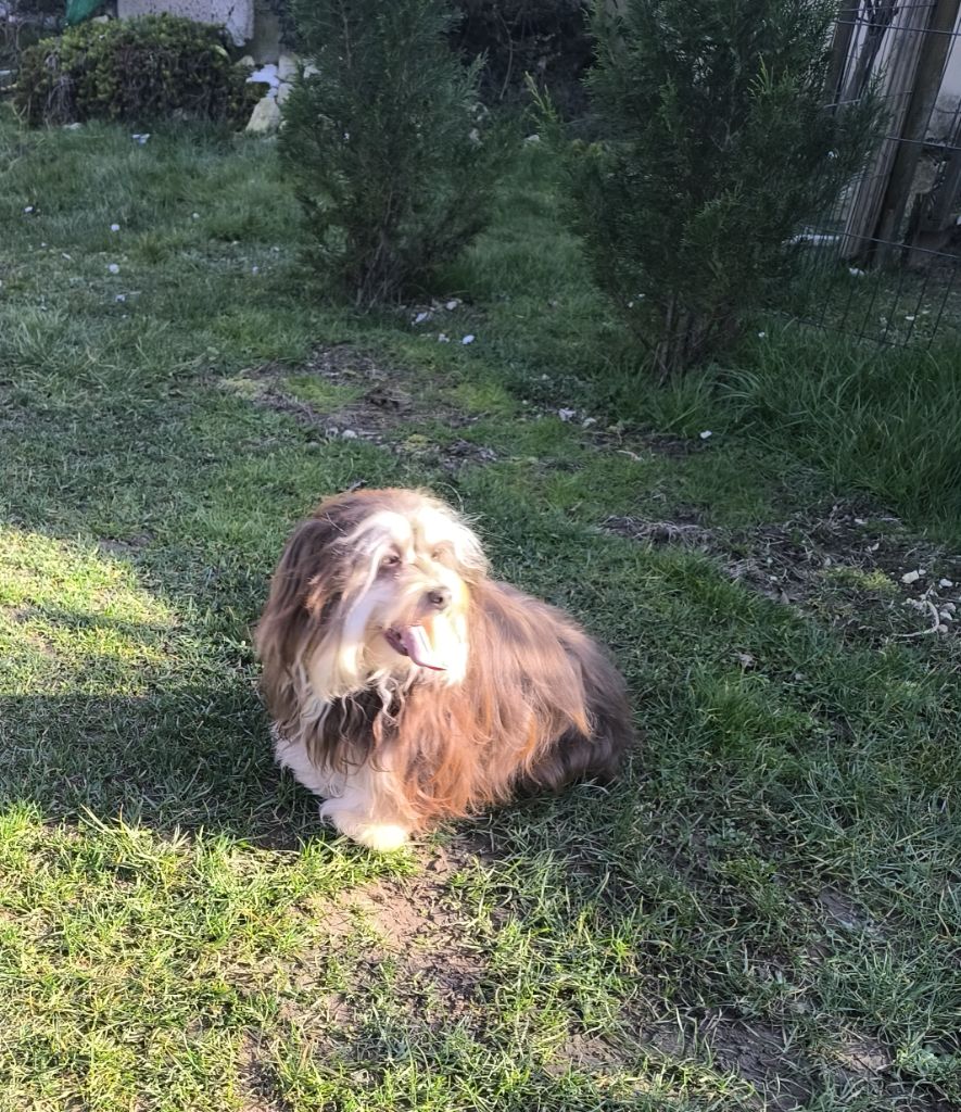 Uno Von Bereich Sandalvi