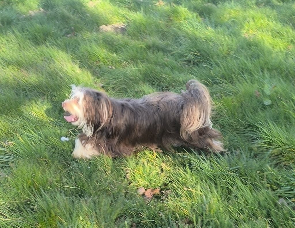 Uno Von Bereich Sandalvi