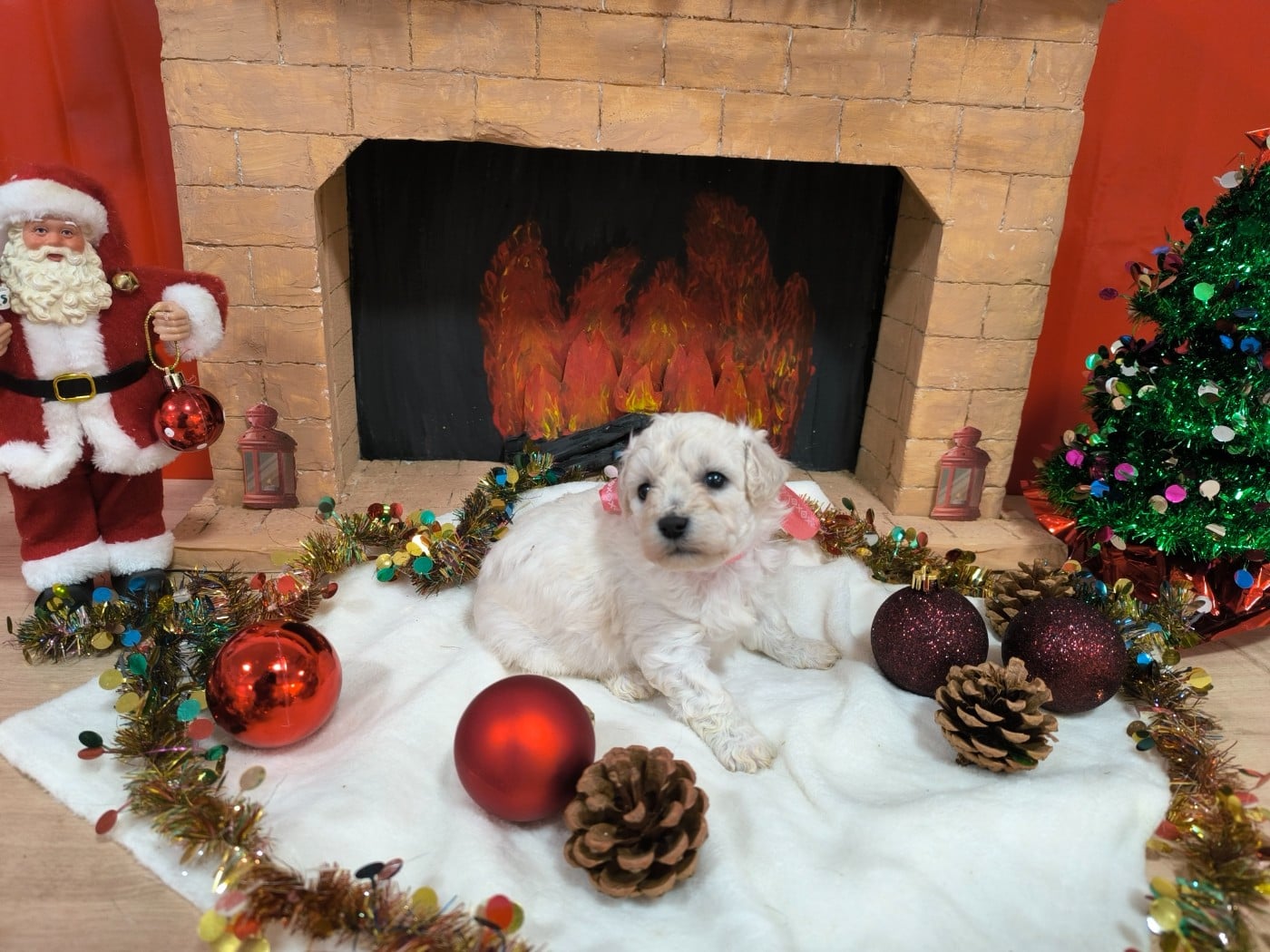 Femelle collier rose