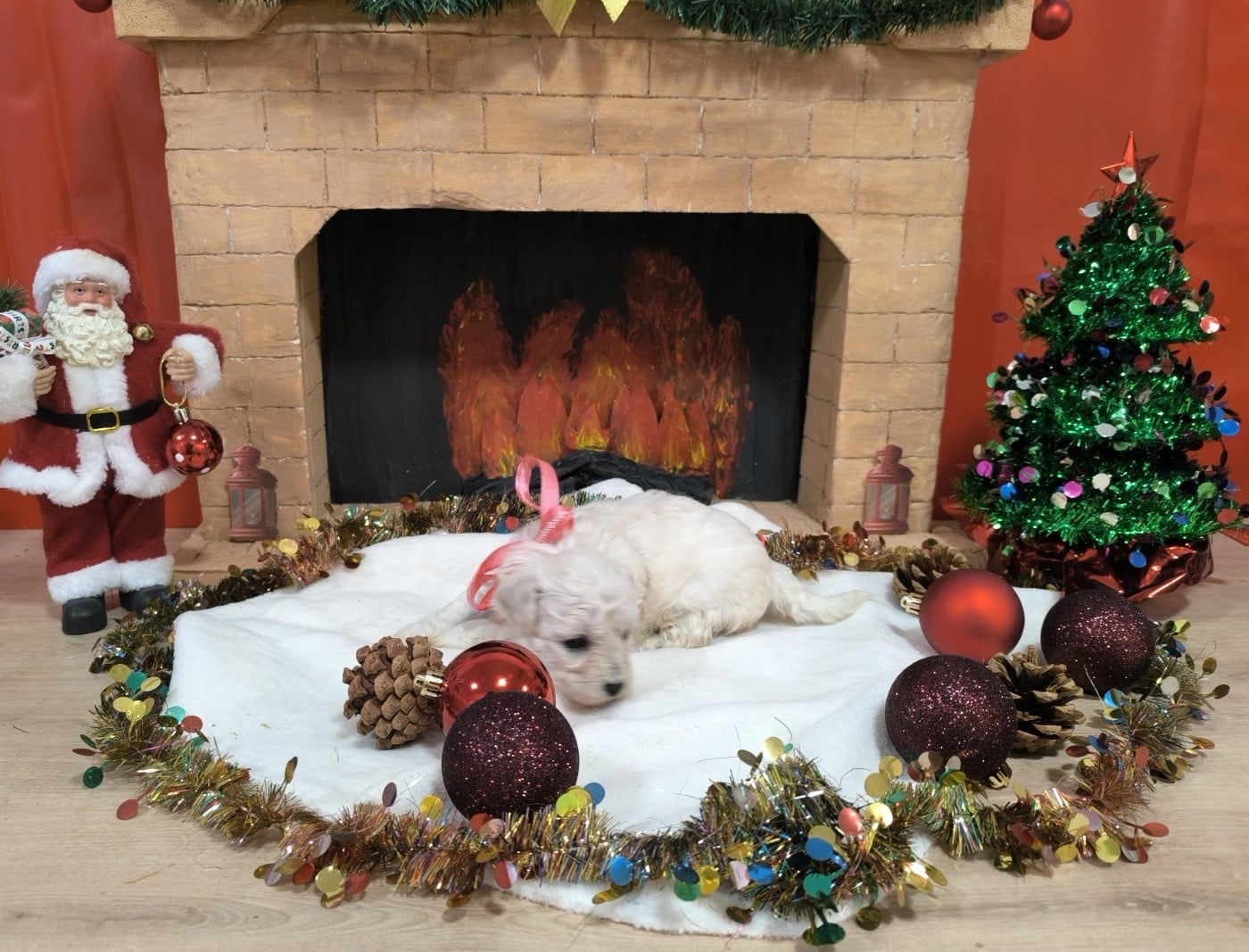 Femelle collier rose