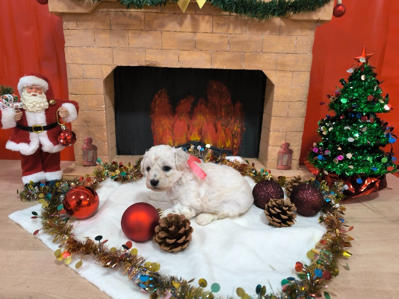 Femelle collier rose