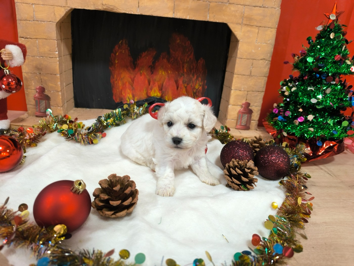 Femelle collier rouge