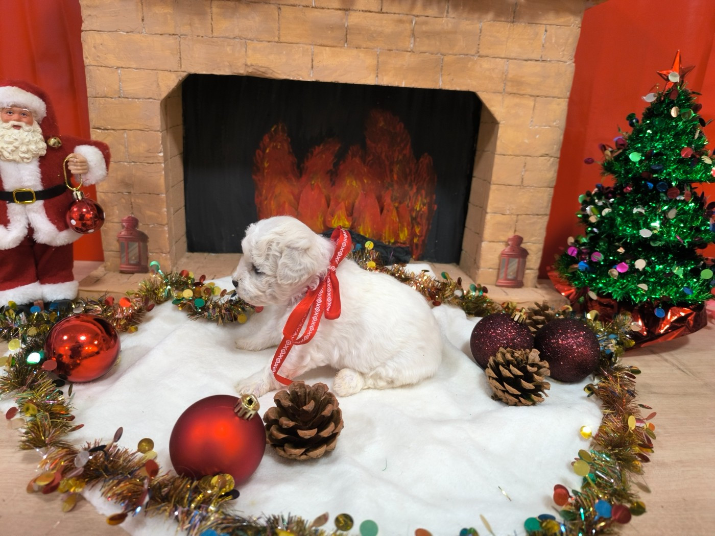 Femelle collier rouge