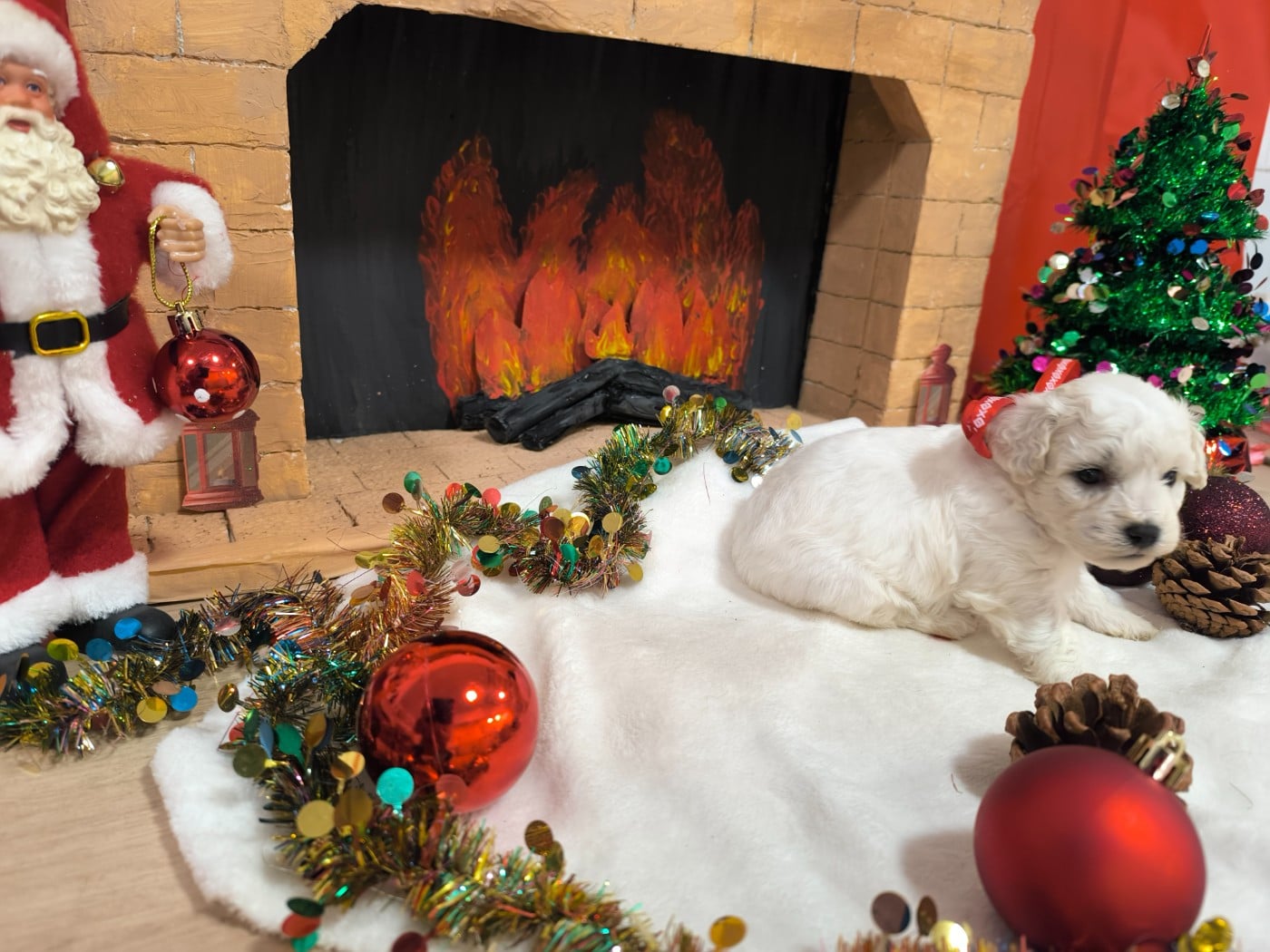 Femelle collier rouge