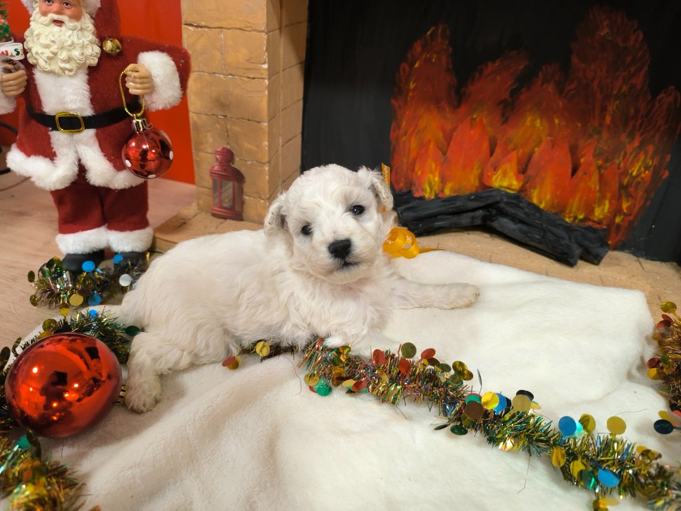 Femelle collier jaune