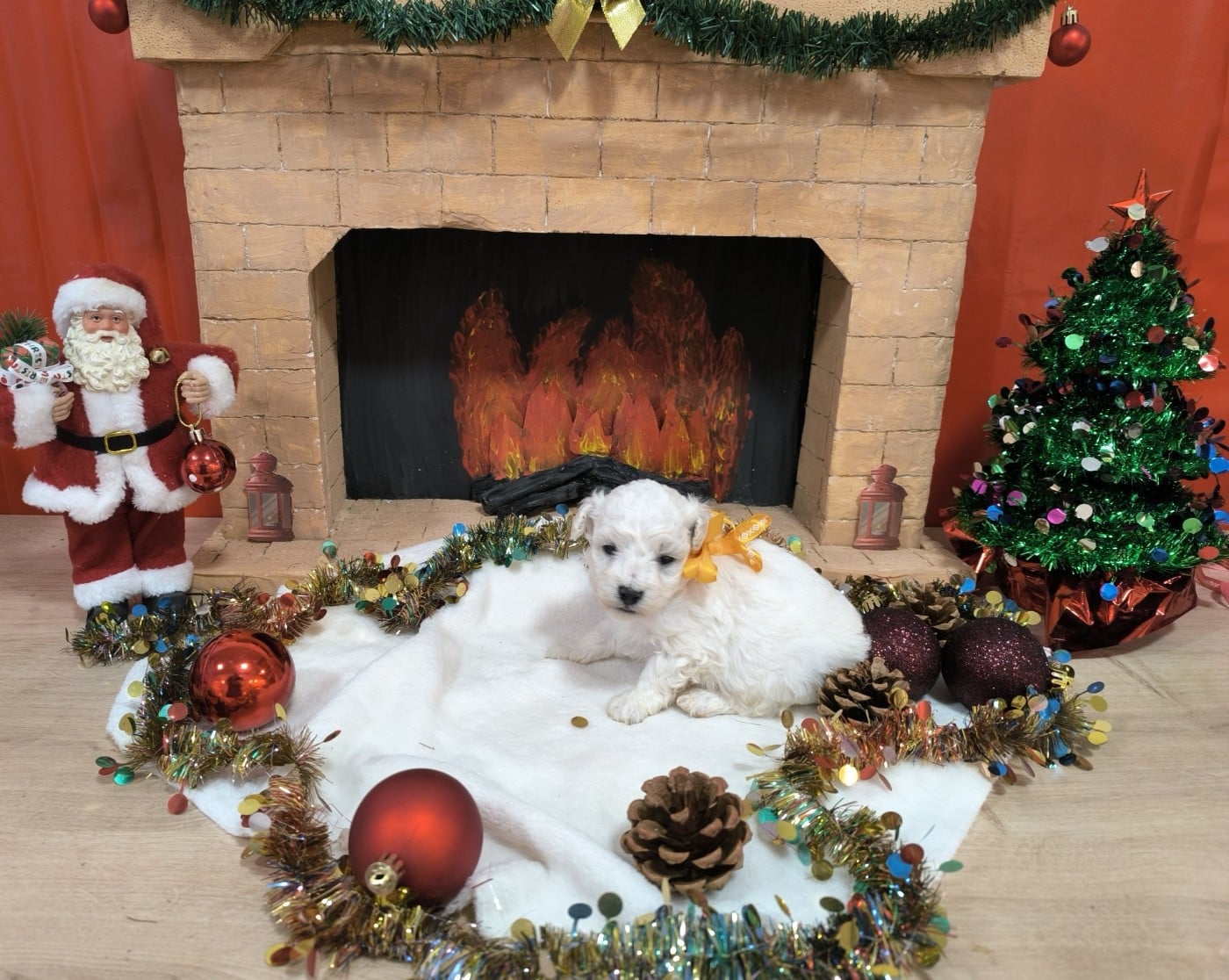 Femelle collier jaune