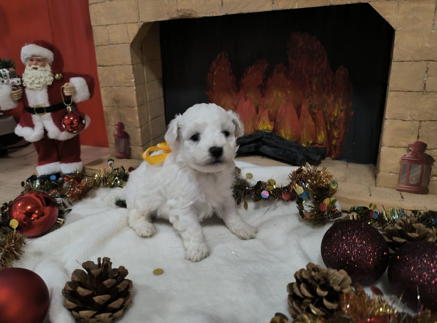 Femelle collier jaune