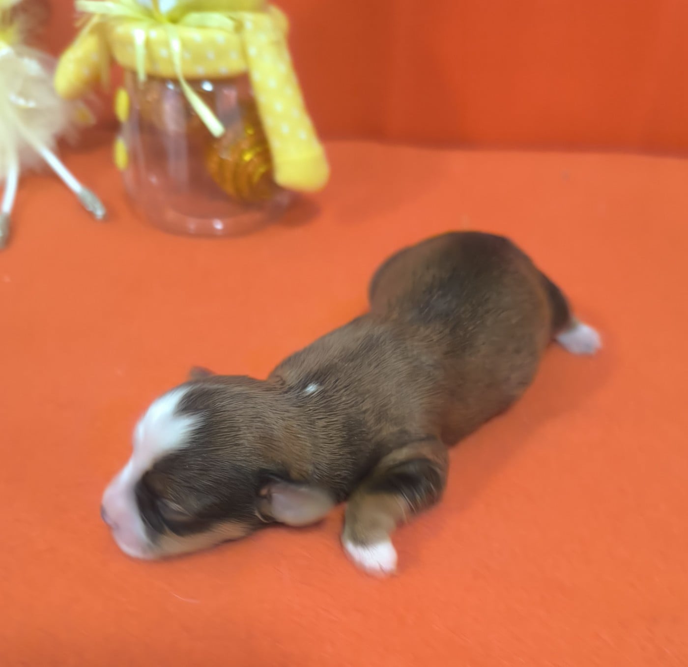 CHIOT 3 - Bichon Havanais