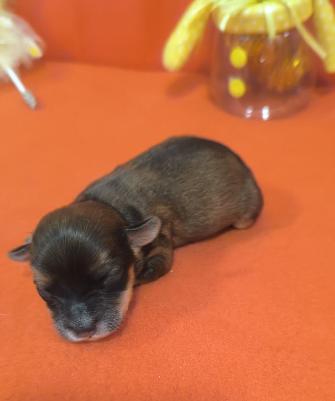 CHIOT 4 - Bichon Havanais