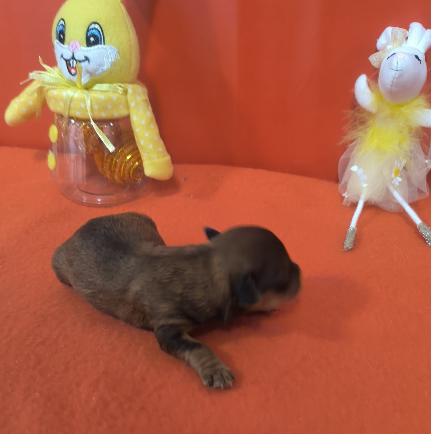 CHIOT 5 - Bichon Havanais